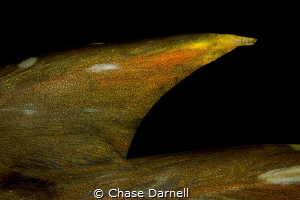 "The Hook"
Close up of the spine section of a Grouper in... by Chase Darnell 